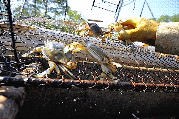 A Passion for Peelers | Maryland Sea Grant